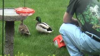 Feeding Wild Mallard Ducks [upl. by Ayalahs319]