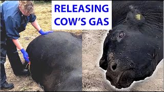 Vet releases gas from cow 🐄💨 [upl. by Essined359]