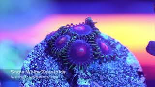 Snow White Zoanthids [upl. by Zulema]