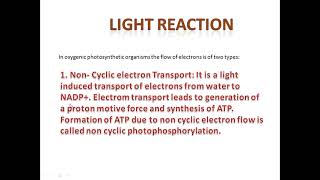 Light Reaction [upl. by Kori]