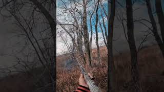 Easiest pheasant hunt ever pheasants pheasanthunting benelli wisconsin huntingseason [upl. by Yrian]