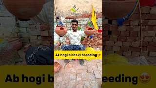 Ab hogi hmare🐣birds ki breeding😍 petlover minivlog pigeonvlogger pigeon budgiesfam parrot [upl. by Nawuq]