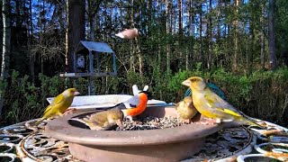 Eurasian bullfinches  European greenfinches  Hawfinches 🦜🦜🦜🌿☘️ [upl. by Nnawaj]