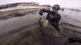 Spearfishing 70kg Halibut Norway [upl. by Catie]