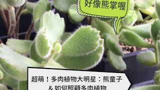 超萌！多肉植物大明星：熊童子 amp 多肉植物照顧6技巧 Tips For Growing Succulent Plants │台灣好食材Fooding [upl. by Owiat]