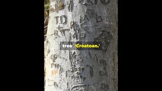 Mystery of CROATOAN mystery fun funny facts trending timetravel jee shorts podcast explore [upl. by Estren]