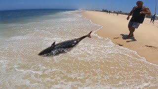 INACREDITÁVEL ELE FISGOU um PEIXE ENORME na PESCA DE PRAIA com INCRITOS [upl. by Fafa537]