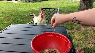 Winnowing Seeds Teaching an old technique for seed saving [upl. by Benis722]