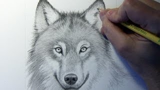 Drawing Time Lapse Wolf [upl. by Andras178]