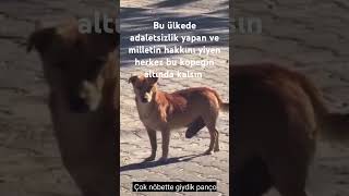 köpek hukuk adalet hak köpek hukuk adalet hak [upl. by Ernestus841]