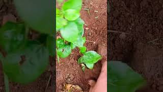 తెల్లమందారంమొక్కకొమ్మతో పెంచడం ఎలా hibiscus hibiscuspropagation trending gardening viralvideo [upl. by Iliam921]