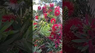 the red bottlebrush plantshrub [upl. by Bates405]