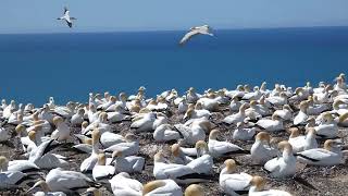 Gannet colony at Cape Kidnappers New Zealand [upl. by Nilyram854]