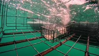 GoPro in crab trap 11 THE DROP Top Secrets of Crabbing  Crabs [upl. by Joanie]