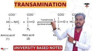 Transamination  Significant of Transamination  ALT  AST [upl. by Nahtanaoj]