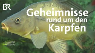 Ingreisch und Karpfenstein Die Geheimnisse eines Fisches  Zwischen Spessart und Karwendel  BR [upl. by Carina]