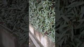 Liquidambar and Longan 楓香與龍眼 VID20241111071159 [upl. by Aikkan]