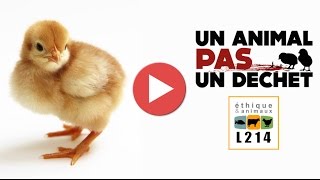 Broyage des poussins dans un couvoir en France  2014 [upl. by Early]