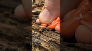 Popping Pimples in Nature Wolf’s Milk Slime Mold Lycogala [upl. by Nave]