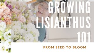 HOW TO GROW LISIANTHUS [upl. by Solim377]