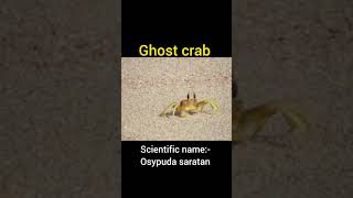 Ghost crab classification and commentary ocypode saratan السرطان الشبح marine biology shorts [upl. by Eivi150]