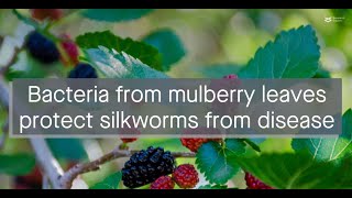 Mulberry leaves harbor antifungal bacteria that protect silkworms from disease [upl. by Lacram106]