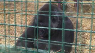 Female Gorilla Breast Feeding Her Infant  Howletts Wild Animal Park UK  2010 Gorilla [upl. by Leonerd]