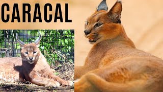 The caracal’s unique appearance  animal histrology [upl. by Helbonnah]