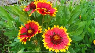 Gaillardia Growing Guide Blanket Flower by GardenersHQ [upl. by Ekenna842]