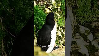 Razorbill [upl. by Penman]