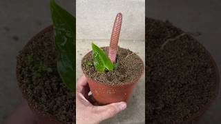 Propagating Anthurium flowers from pistils [upl. by Nailluj]