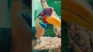 Animals animals zooanimals naturelovers nature [upl. by Aufa]