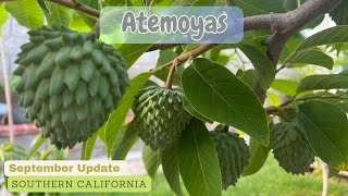 Atemoyas  Fruits are big now  African Pride Geffner Lindstrom PPC [upl. by Ezekiel]