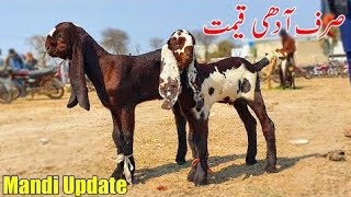 sahiwal mandi update🐐a quality ke breeder baccheWhatsapp number 03294484470 [upl. by Natiha373]