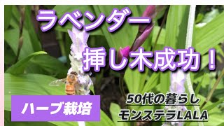 【植物栽培 挿し木】ラベンダーデンタータの挿し木の方法lavenderふやして楽しむ庭作業2024 [upl. by Dalury182]