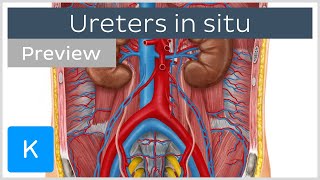 Overview of the ureters in situ preview  Human Anatomy  Kenhub [upl. by Aldarcie]