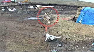 Anatiolian shepherd dog chases off wolves [upl. by Costello]