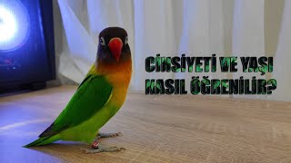 Cennet  Sevda Papağanı Cinsiyeti ve Yaşı Nasıl Öğrenilir [upl. by Duhl]