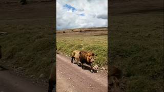 Giant Lions  Lake Quintet Males [upl. by Nnailuj824]