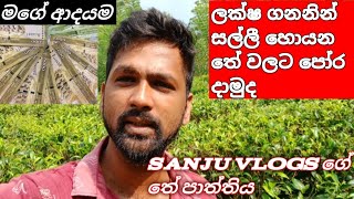 ලක්ෂ ගනන් සල්ලි හොයන තේ වලට පෝර දාමූ Shillong tea Sanju vlogs [upl. by Amada]