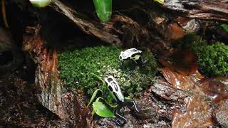 Dendrobates tinctorius nikita [upl. by Akcinehs]