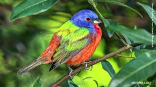 Painted Bunting Song [upl. by Mosra]