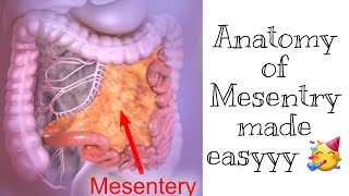 Mesentry Anatomy  Easiest most explanation [upl. by Carmelia]