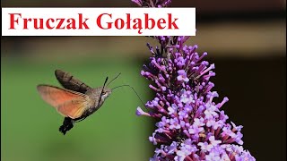 Fruczak Gołąbek  ciekawostki o Polskim Kolibrze [upl. by Annek]