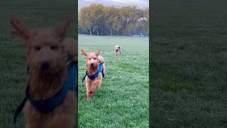 Labradoodle puppy and Goldendoodle puppy in London park Dog walk [upl. by Eydnarb]