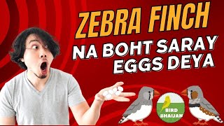 Zebra finch na boht saray eggs deya [upl. by Enirol429]