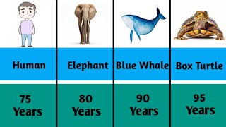 Animal Lifespan  Comparison [upl. by Nereids]