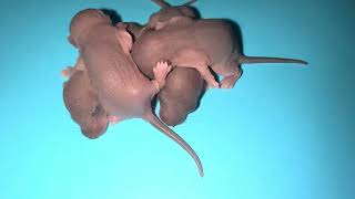 4 Babies Rat  so cute [upl. by Delia204]