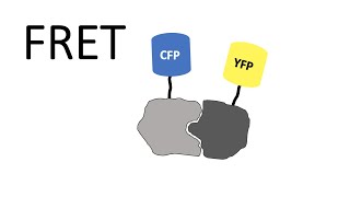 FRET  Förster Resonance Energy Transfer [upl. by Snah]