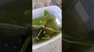 Feeding Pumpkinseed Sunfish Waxworms sunfish fishing shorts [upl. by Etessil]